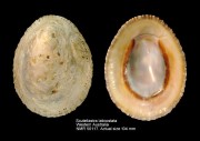 Scutellastra laticostata